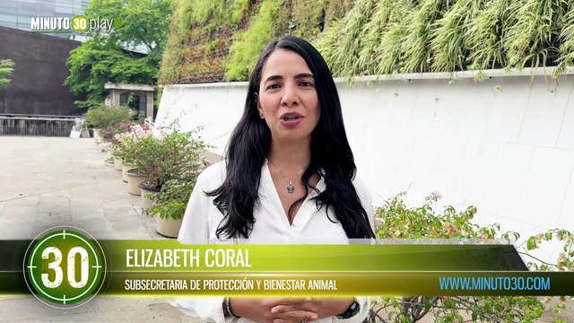 ¡No solo son perros y gatos! Buscan hogar para cinco cerdos rescatados en Medellín