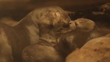 Drillinge! Zoo freut sich über seltenen Otter-Nachwuchs