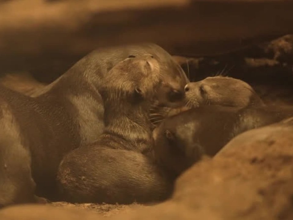 Drillinge! Zoo freut sich über seltenen Otter-Nachwuchs