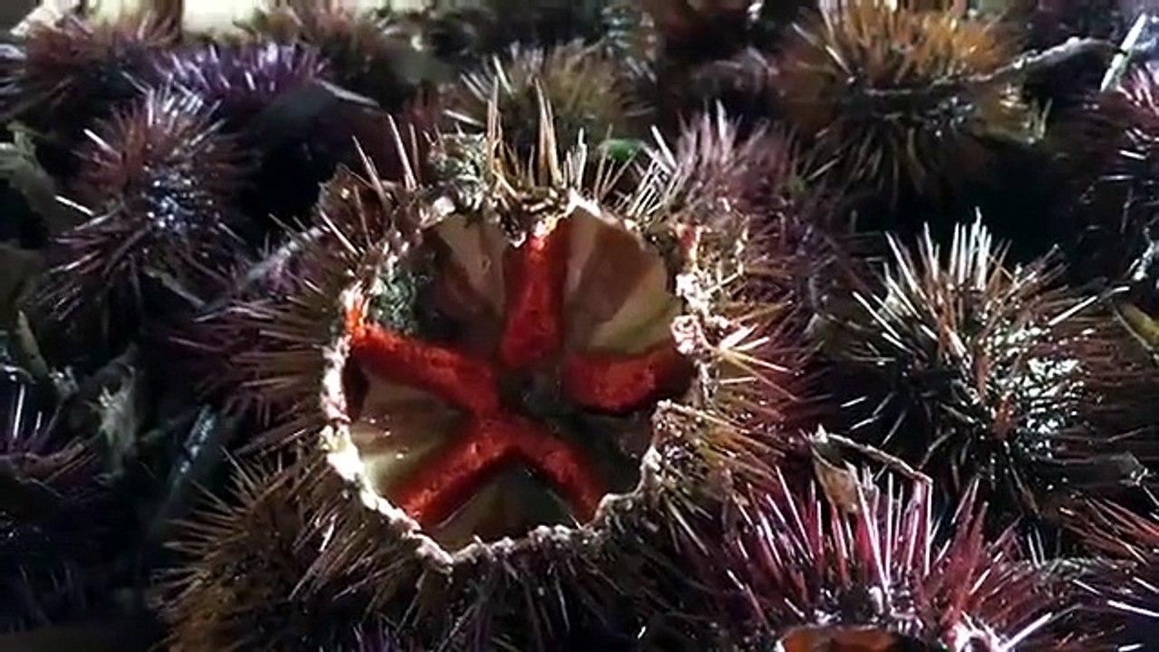 Cabras: i ricciai chiedono di pescare nel mare dell'Area marina protetta del Sinis