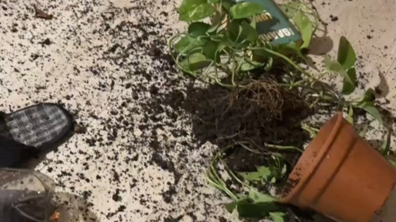 Cat Creates Total Chaos And Pretends To Have Nothing To Do With It