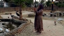 hen and ducks #viral #trending #foryou #reels #