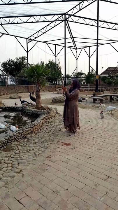 hen and ducks #viral #trending #foryou #reels #