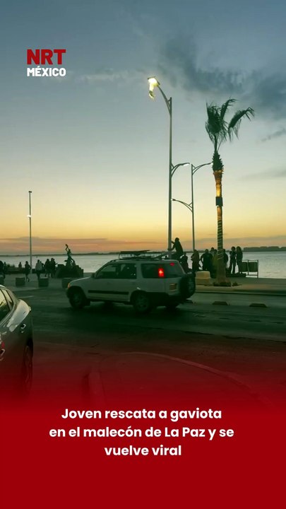 🐦 Un joven rescató a una gaviota que se encontraba en peligro en el malecón de La Paz. El momento fue captado por personas que estaban en la zona, quienes quedaron asombradas por la acción del joven al ayudar al ave en plena vía pública.