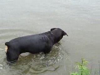 la grosse dinde au lac de l'eau d'heure