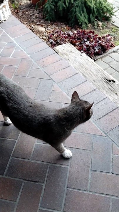 Top Team meeting in progress :) #cats #funnycats #catlovers