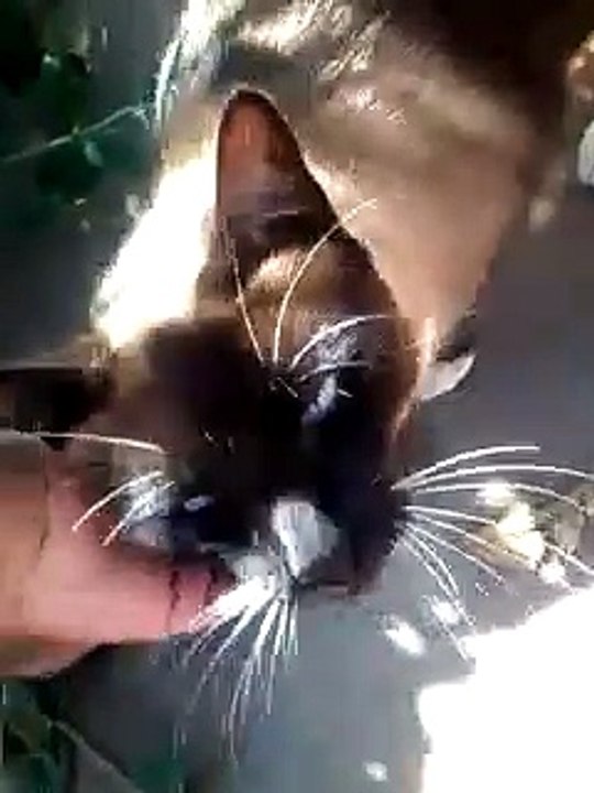 Gato siames