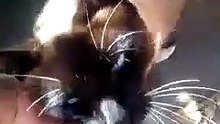 Gato siames