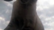 Gatinho  18-10-2022