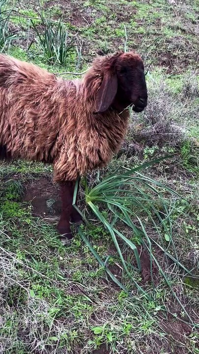 Life on the Edge: High Altitude Sheep Grazing!