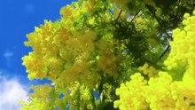 Fleurs du Soleil