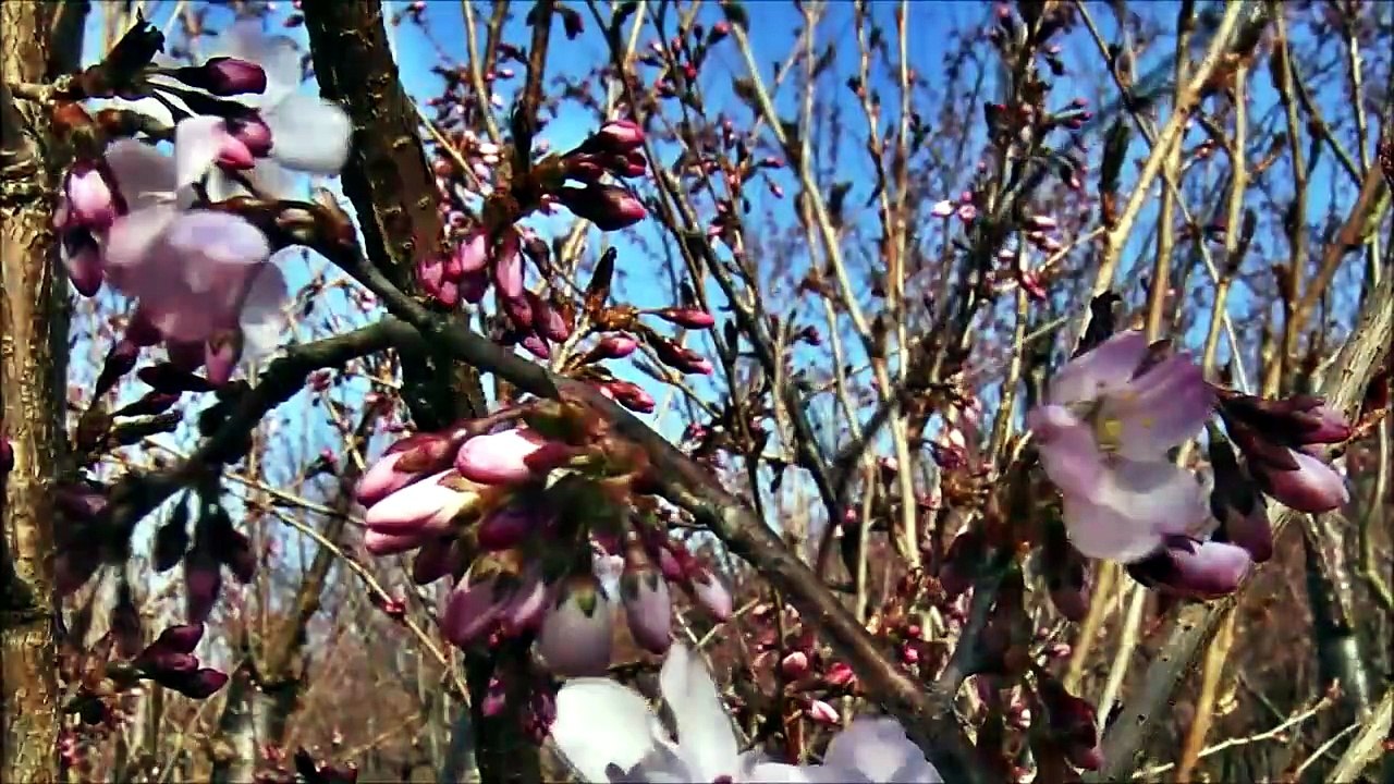 -Antonio Vivaldi- La Primavera-