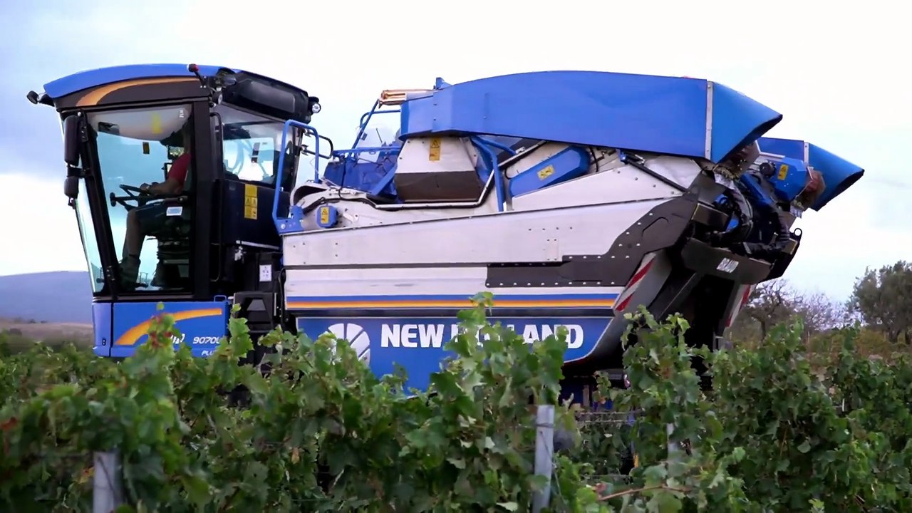 Vendemmia 2023 in Sardegna: "Meno uva ma di ottima qualità"