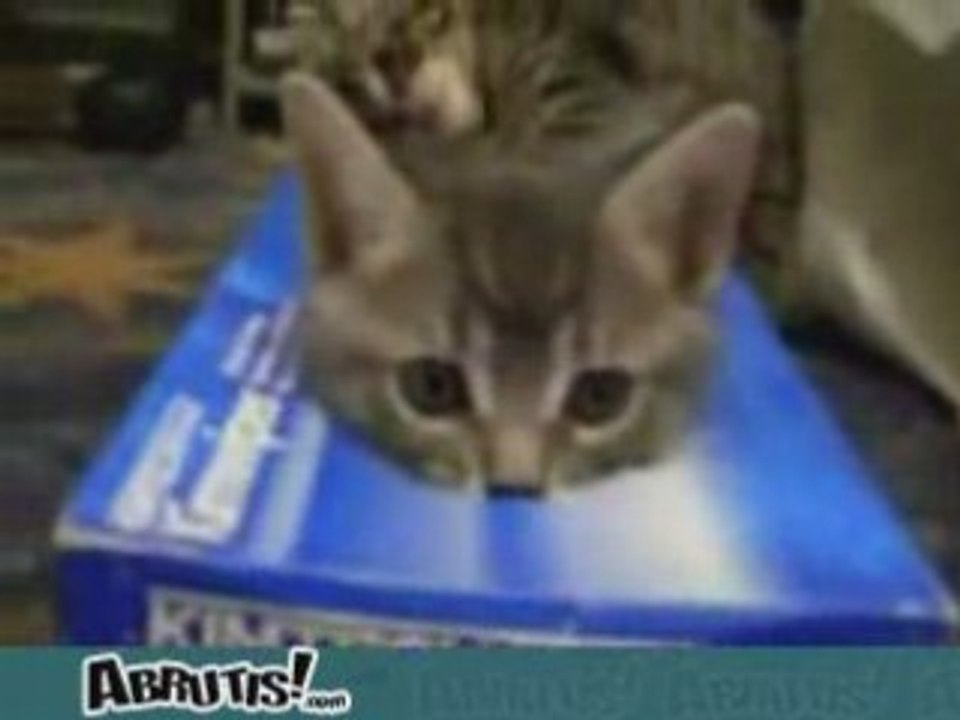 Pauvre chaton