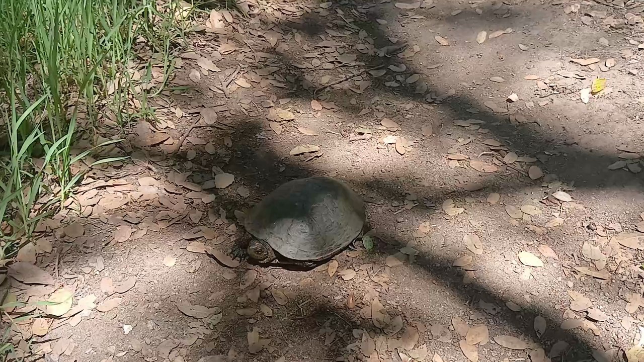 The day I saved a turtle channel update