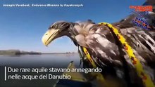 Due aquile stanno annegando nel Danubio, salvate da una coppia in kayak