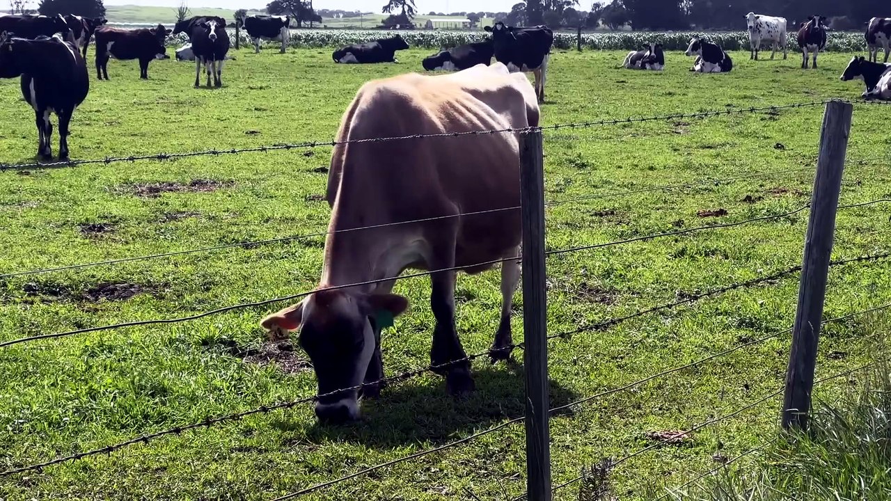 Milk prices may need to increase to cover soaring fuel and fertiliser costs