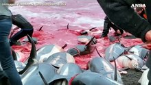 Alle isole Faroe la mattanza di delfini