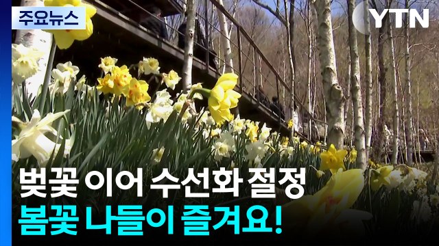 벚꽃 이어 수선화 절정...봄꽃 나들이 즐겨요! / YTN
