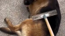 💕💓💖❣️German shepherd funny shorts video #german- shepherd #German shepherd funny funny 💖💖