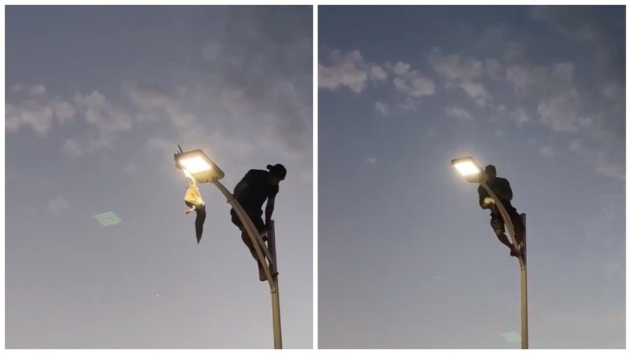 Il gesto estremo: giovane si arrampica su un palo per salvare un gabbiano intrappolato