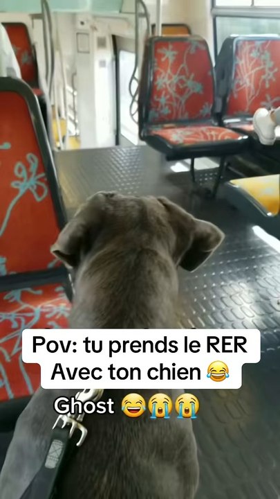 Il était pas prêt 🐾🐶🤣🤣🤣