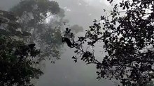 Monkeys forming a living bridge to help each other cross