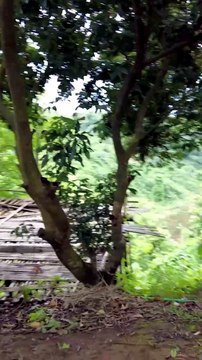 Experiencing Tranquility and Sustainability Eco Villa Resort in Bandarban 07