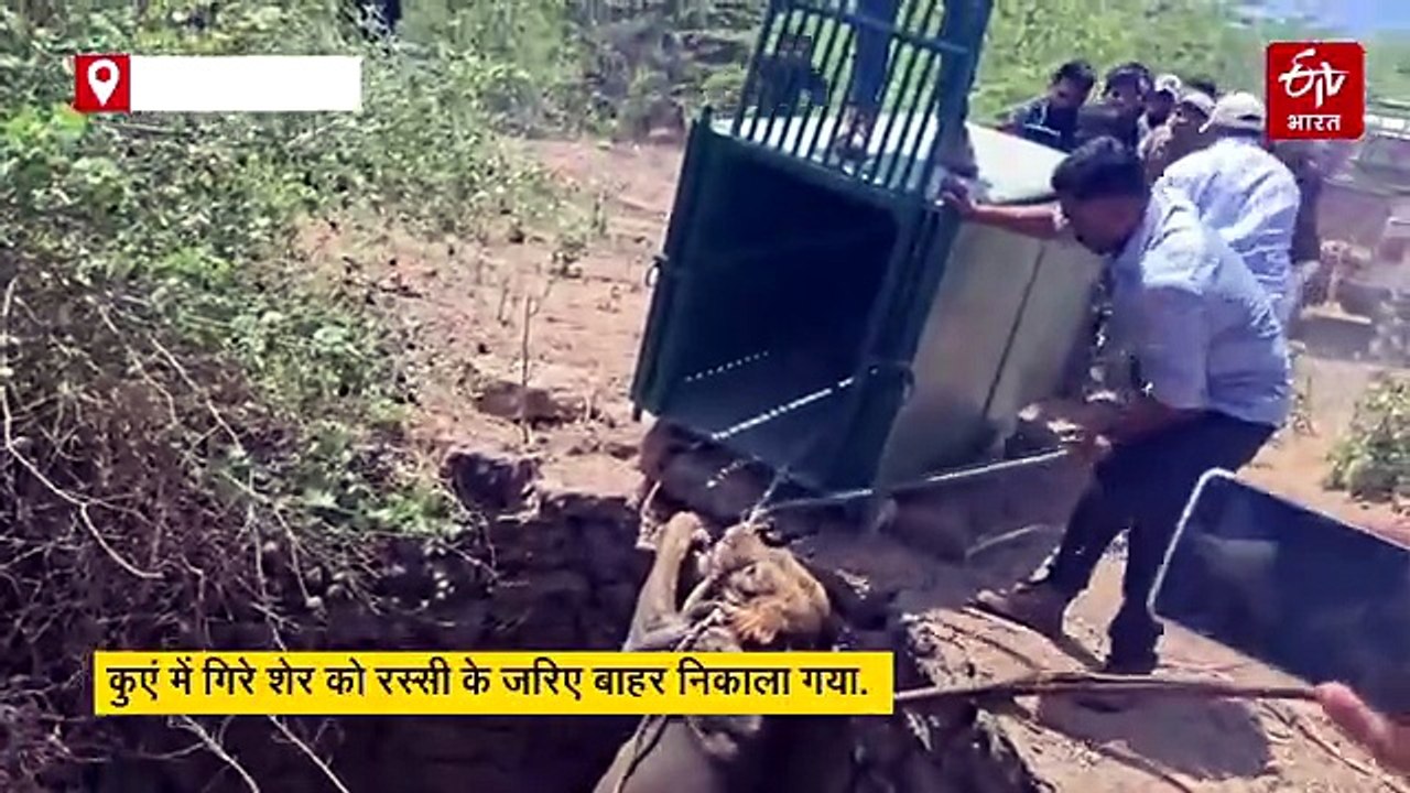 गुजरात में कुएं में गिर गया शेर, वन विभाग ने कड...
