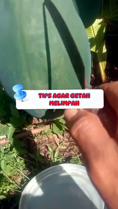 cara mengambil dadak pepaya