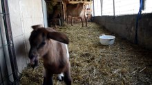 Goat with 3 Kids at 7 Days Old | Playful Baby Goats | Natural Farm Sounds