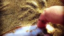 Ikan unik ini cuma sebelah