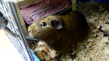 Animales graciosos