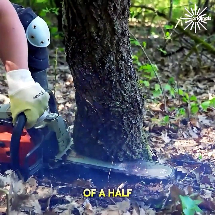 The ultimate guide to safely cutting down a tree