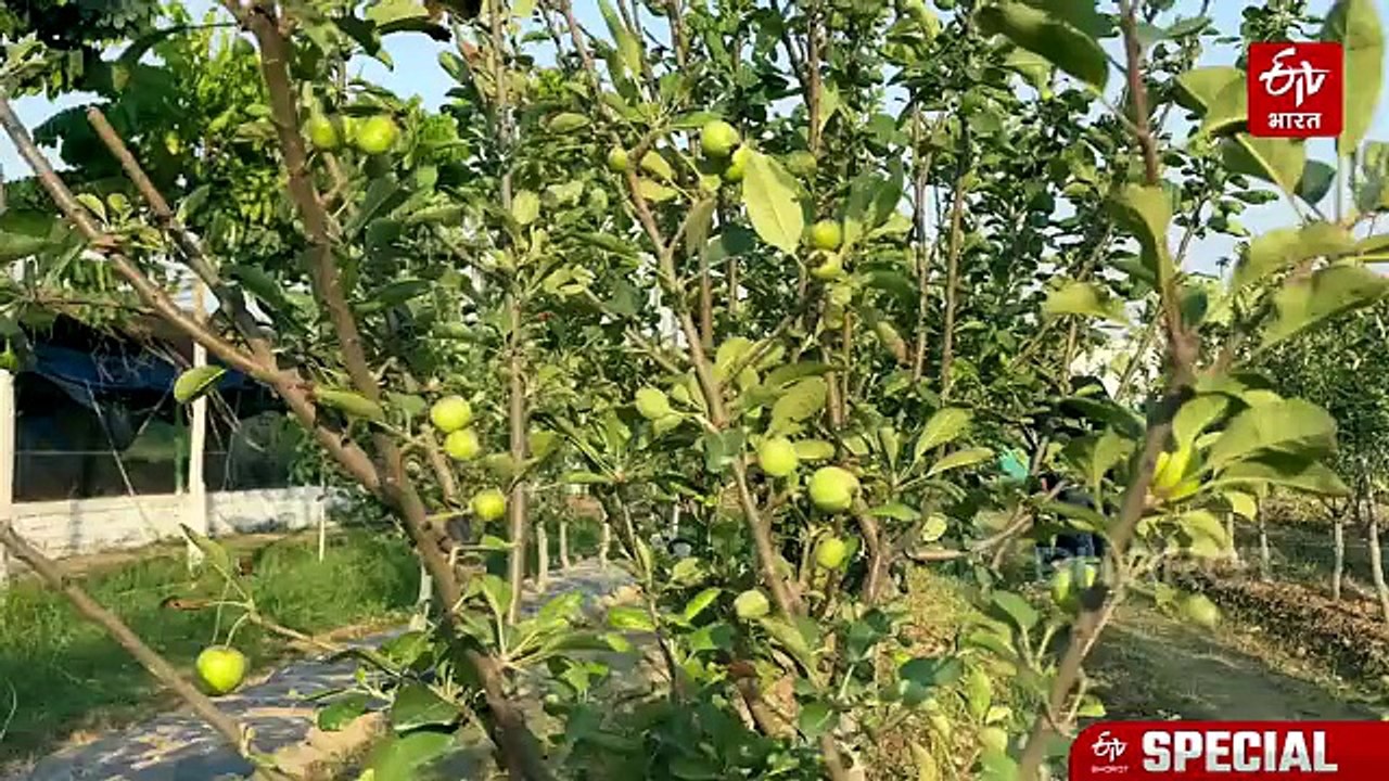 250 पेड़ से 34 लाख की कमाई! इजरायली तकनीक से बिहार में सेब की खेती कर हो जाइये मालामाल