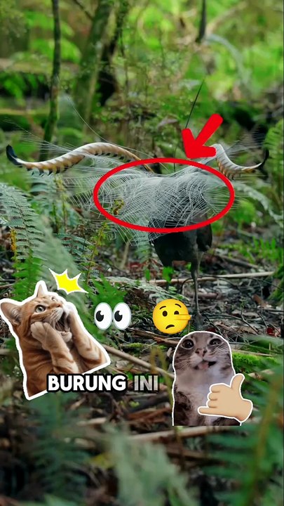 Bukan Cuma Cantik, Ini Burung Paling Jago Niru Suara!