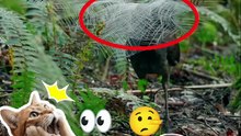 Bukan Cuma Cantik, Ini Burung Paling Jago Niru Suara!
