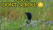 🌍 Bengal Florican: Only 350–400 Left in India 😱 | Rare Bird