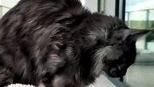 World Champion In ... Kneading :) #cat #funnycats