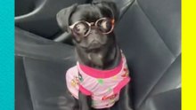 Perrita usa lentes para ver mejor y se vuelve viral en redes 🐶