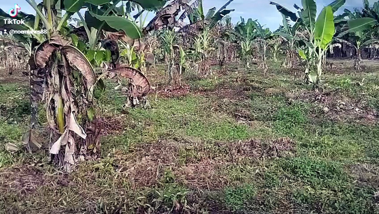 10 linhas à venda, 11 km da vila novo planalto  OBS: toda plantada de cacau desse ano