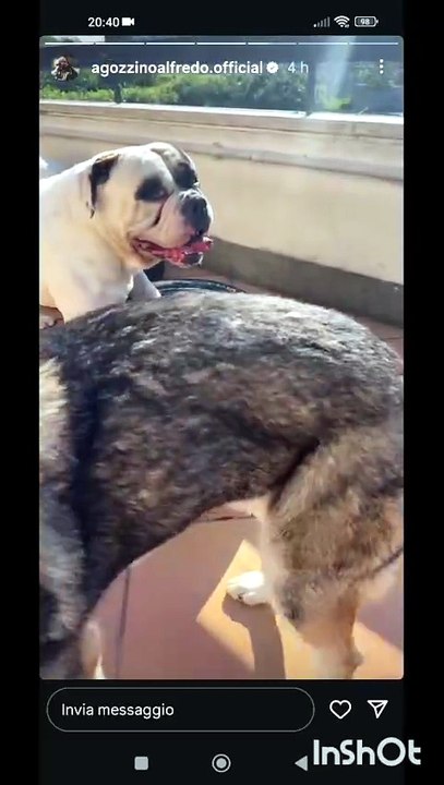 Agozzino Alfredo story si gioca con i miei piccoli
