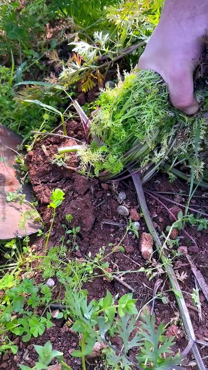 Purple carrot harvest