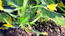#Cucumber plants are too late for stringing.