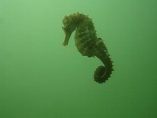 Hippocampe moucheté Bassin de Thau