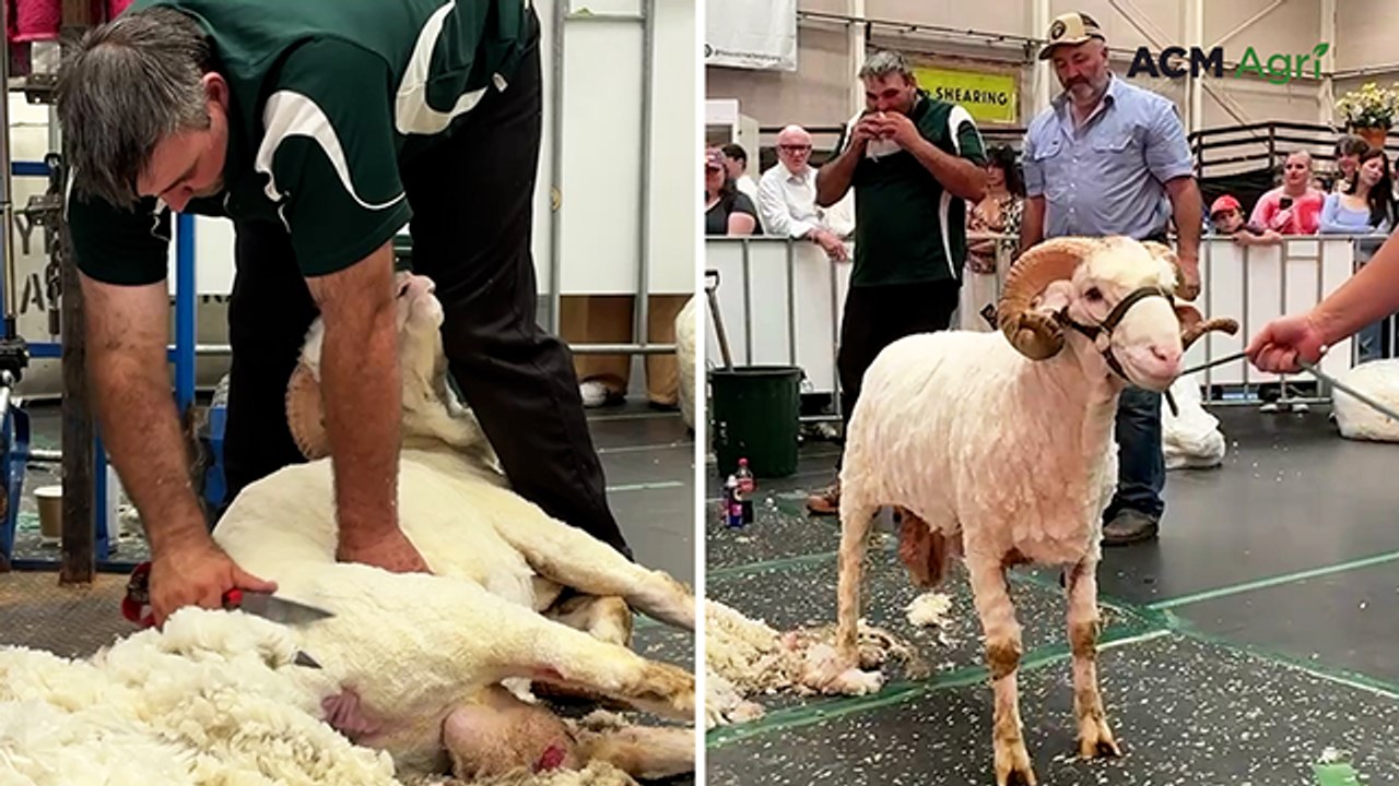 Blade shearing mastery at Sydney Royal