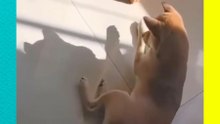 Perrito intenta jugar con su sombra y conquista las redes 🐶