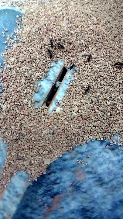 Watch ants while building their home very fast