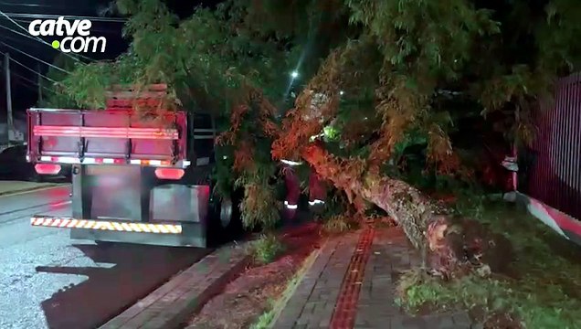 Árvore cai sobre carreta estacionada no bairro Cancelli em Cascavel