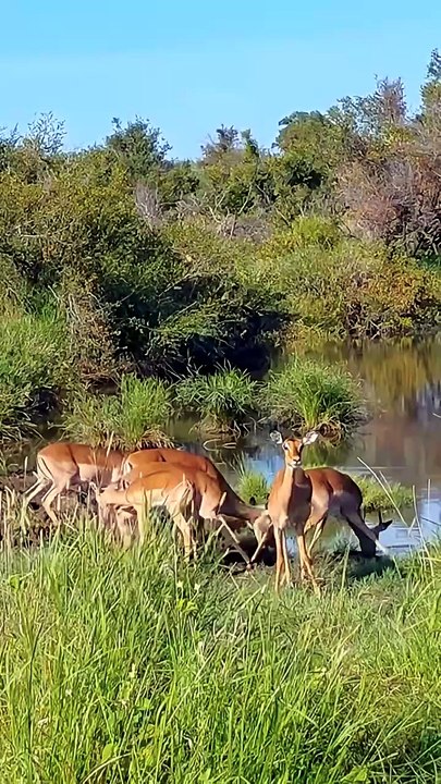 Crocodile Ambush Antelope Drinking Water Moments